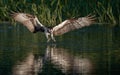Osprey Fishing in Maine Royalty Free Stock Photo
