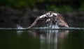 Osprey Fishing in Maine