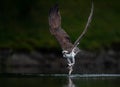 Osprey Fishing in Maine Royalty Free Stock Photo