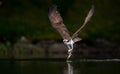 Osprey Fishing in Maine Royalty Free Stock Photo