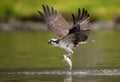 Osprey in Maine Royalty Free Stock Photo