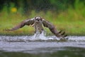 Osprey fishing in the Cairngorms