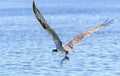 Osprey fishing