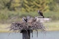 Osprey fishing eagle Royalty Free Stock Photo