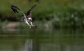 Osprey Fishing in Maine Royalty Free Stock Photo