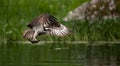 Osprey Fishing in Maine