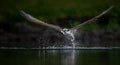 Osprey Fishing in Maine Royalty Free Stock Photo