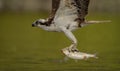 An osprey fishing in Maine Royalty Free Stock Photo