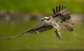 An osprey fishing in Maine Royalty Free Stock Photo