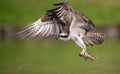 An osprey fishing in Maine Royalty Free Stock Photo