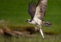 An osprey fishing in Maine Royalty Free Stock Photo