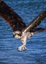 Osprey fishing, but missed his fish