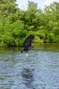 Osprey fishing in a natural reserve