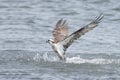 Osprey Fishing In The Ocean Royalty Free Stock Photo