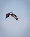 Osprey fishing on Reelfoot lake in Tennessee during the summer