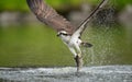 Osprey fishing in water Royalty Free Stock Photo