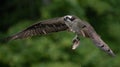 Osprey fishing in water Royalty Free Stock Photo