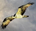 Osprey Flies Above the Boca Raton, Florida Coastline looking for a fresh catch.
