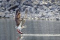 Osprey flies along the water with fish Royalty Free Stock Photo