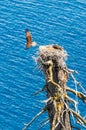 Osprey flies away from nest leaving partner