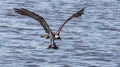 Osprey returns to the nest with a fish - 3 Royalty Free Stock Photo