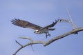 Osprey flies from branch
