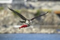 Osprey flies off with a fish Royalty Free Stock Photo