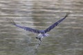 Osprey flies off with fish Royalty Free Stock Photo