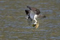 Osprey flies off with fish in its talons Royalty Free Stock Photo