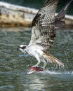 Osprey flies off with its catch Royalty Free Stock Photo