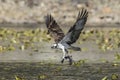 Osprey flies off with its catch Royalty Free Stock Photo