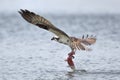 Osprey flies off with caught fish. Royalty Free Stock Photo