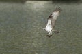 Osprey flies off with two fish.