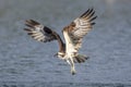 Osprey flies off empty after fish attemp.