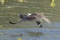 Osprey flies off from water with a fish Royalty Free Stock Photo