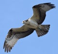 An osprey flies in place as it views the prey below