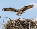 Osprey flies to nest with fish in talons to feed chicks
