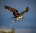 Osprey flies toward nest carrying nesting material.CR3