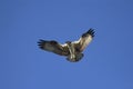 Osprey in flight Royalty Free Stock Photo