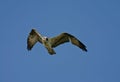 Osprey in flight Royalty Free Stock Photo