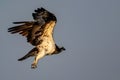Osprey in flight against blue sky Royalty Free Stock Photo