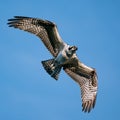 Osprey Flight V Royalty Free Stock Photo