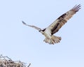 Osprey In Flight Royalty Free Stock Photo