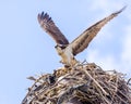 Osprey In Flight Royalty Free Stock Photo