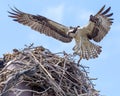 Osprey In Flight Royalty Free Stock Photo