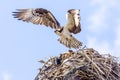 Osprey In Flight Royalty Free Stock Photo