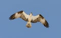 Osprey Royalty Free Stock Photo