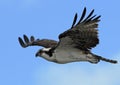 Osprey in flight with blue sky