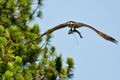 Osprey In Flight Carrying a Fish Royalty Free Stock Photo