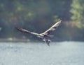 Osprey in Flight Carrying A Fish In It`s Talons Royalty Free Stock Photo